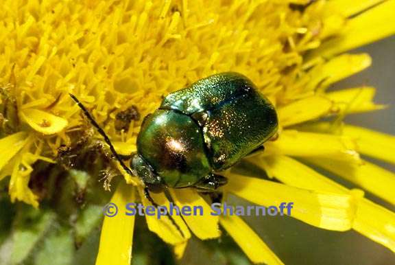 green small beetle graphic